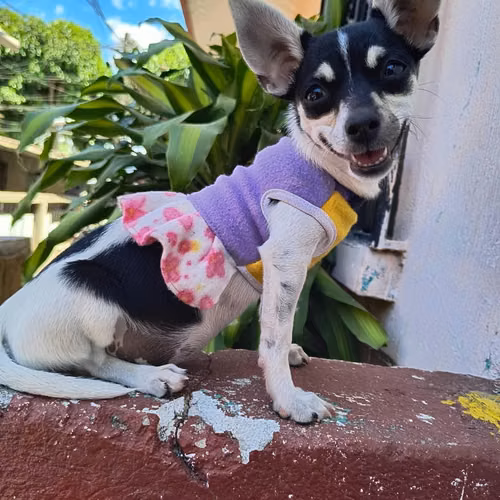 Chihuahua cabeza de manzana - Imagen 1