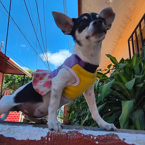 Chihuahua cabeza de manzana - Imagen 2