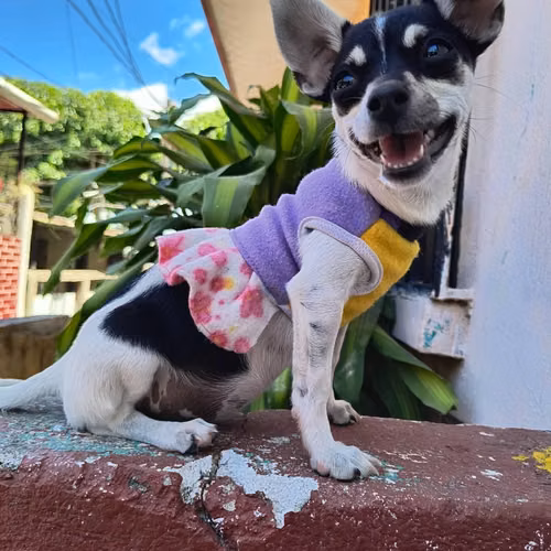 Chihuahua cabeza de manzana - Imagen 3