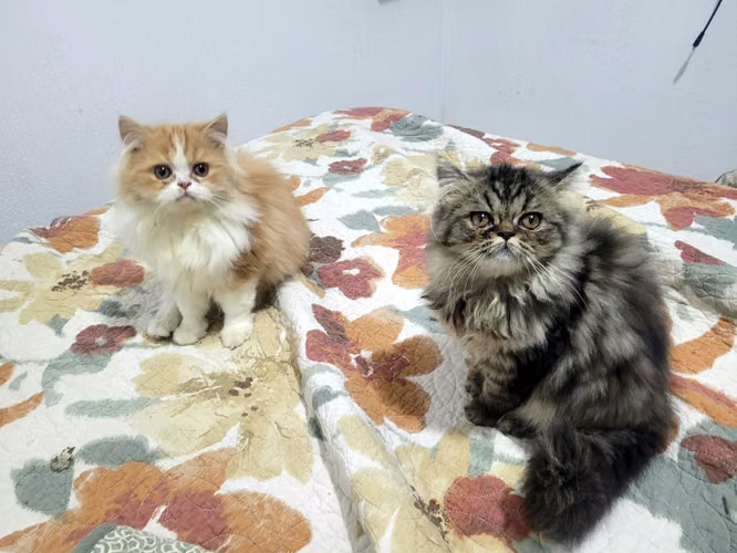 Gatos persa