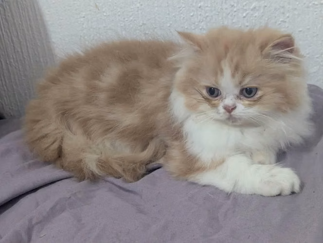 Gatos persa - Imagen 6