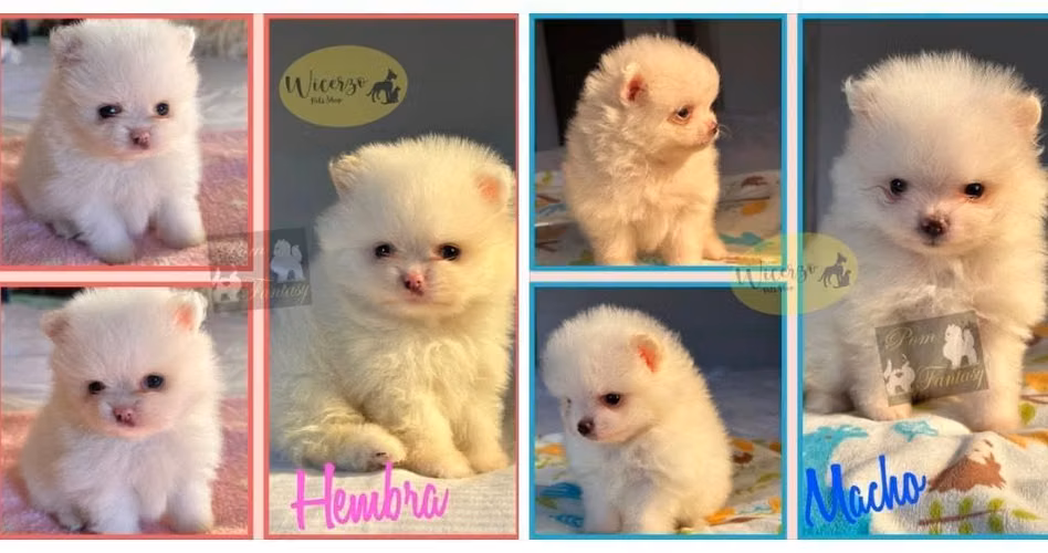 POMERANIA