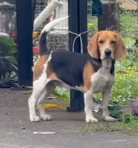 Beagle disponible para monta  Q.