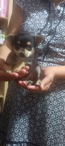 Chihuahua manzanita - Imagen 8