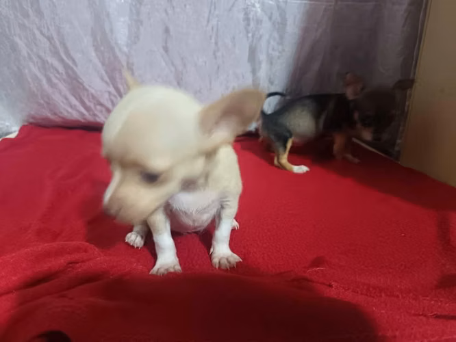 Chihuahuas hembras - Imagen 6