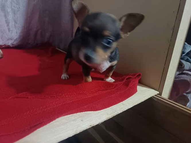 Chihuahuas hembras - Imagen 5