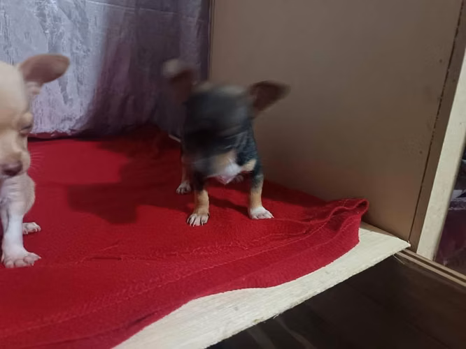 Chihuahuas hembras - Imagen 4