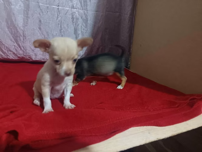 Chihuahuas hembras - Imagen 3