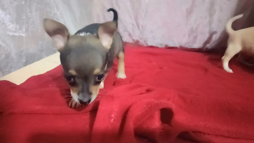 Chihuahuas hembras - Imagen 2