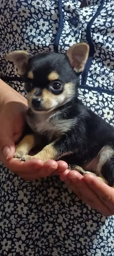 Chihuahua manzanita - Imagen 2
