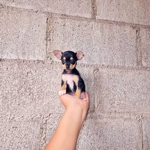 Chihuahua de bolsillo
