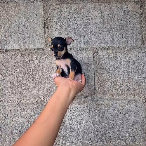 Chihuahua de bolsillo - Imagen 2