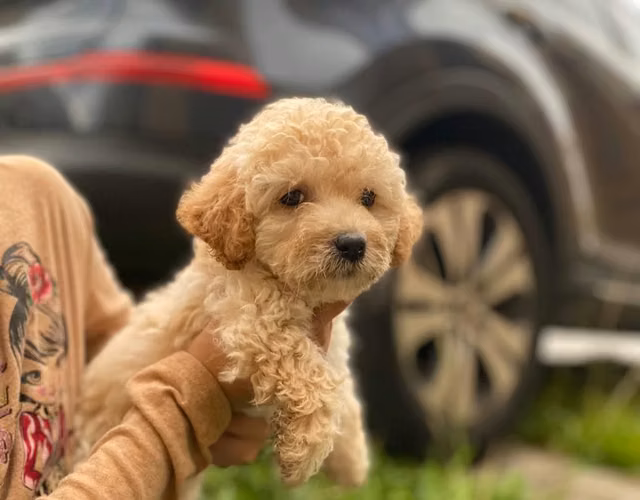FRENCH POODLE CARAMELO - Imagen 2