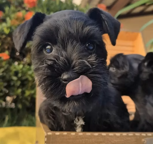 Schnauzer Black
