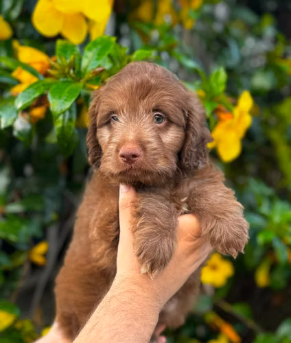 Goldendoodle - Imagen 6
