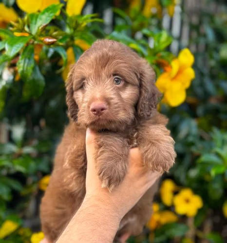 Goldendoodle - Imagen 4