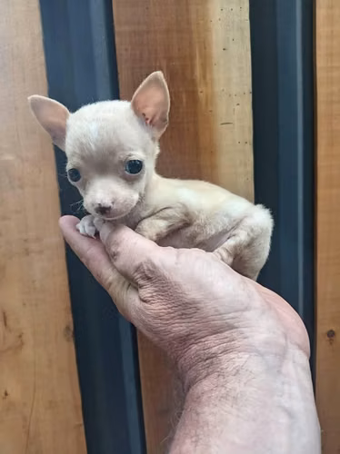 Chihuahuas de bolsillo
