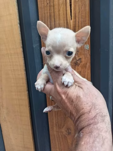 Chihuahuas de bolsillo - Imagen 2