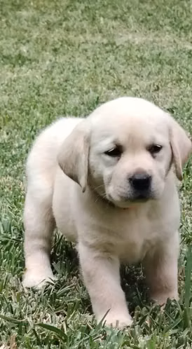 Labrador Pedigree A - Imagen 4