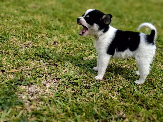 CHIHUAHUA - Imagen 2