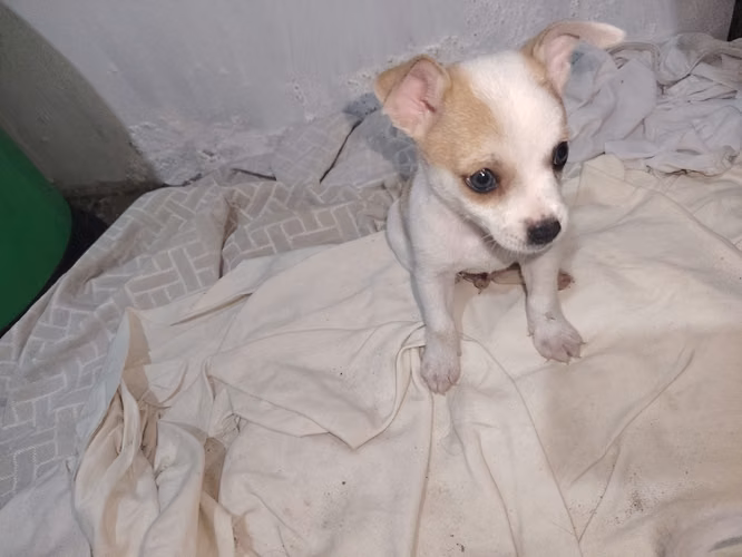 Chihuahuas