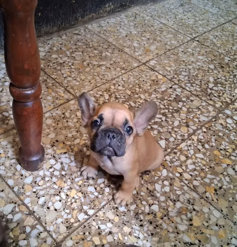Bulldog francés