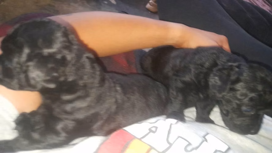Se vende dos cachorritos  fres