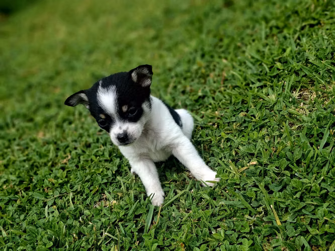 CHIHUAHUA - Imagen 5
