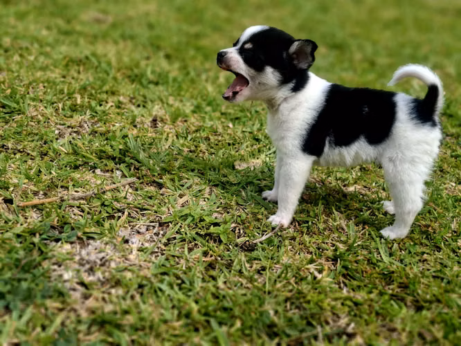 CHIHUAHUA