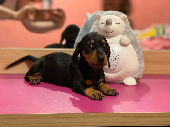 Salchicha dachshund
