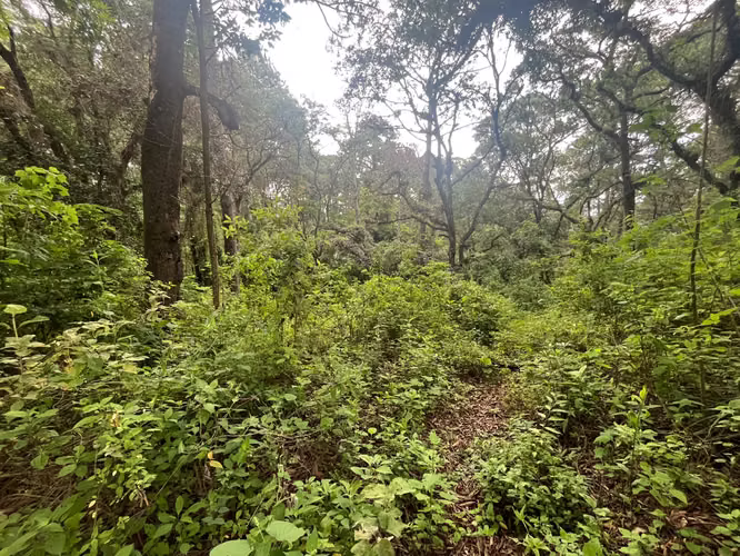 Terreno en Venta El Encinal | 4,782 v², 2 Pozos Propios y Cercado | PV
