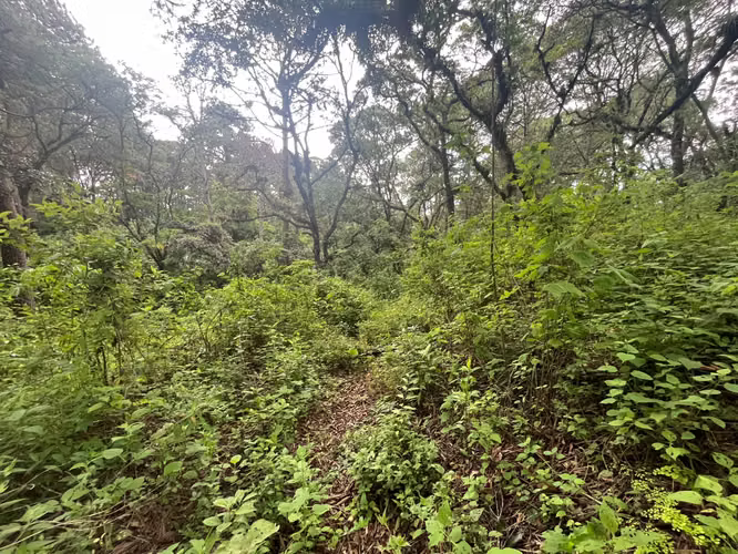 Terreno en Venta El Encinal | 4,782 v², 2 Pozos Propios y Cercado | PV