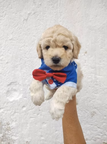 Macho French Toy