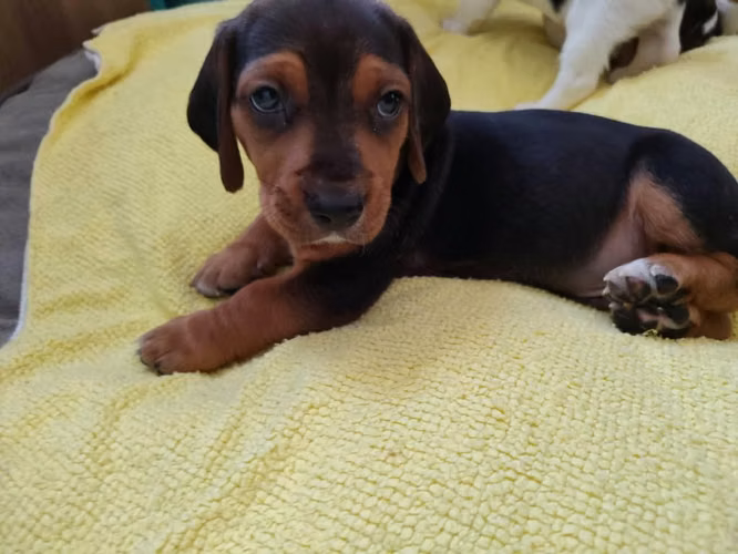 Cachorros Sabuesos - Imagen 3