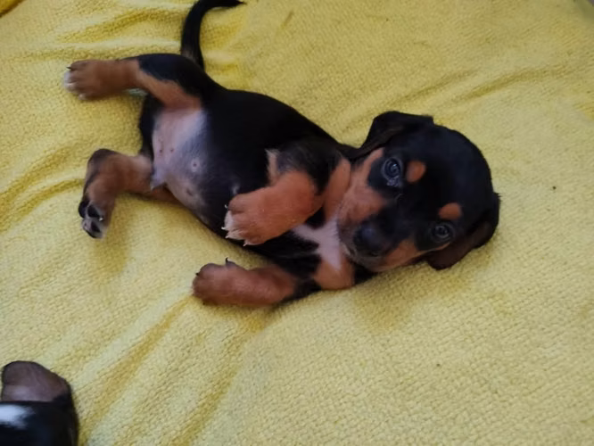 Cachorros Sabuesos - Imagen 1