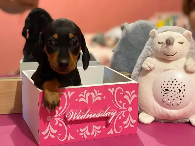 Salchicha dachshund