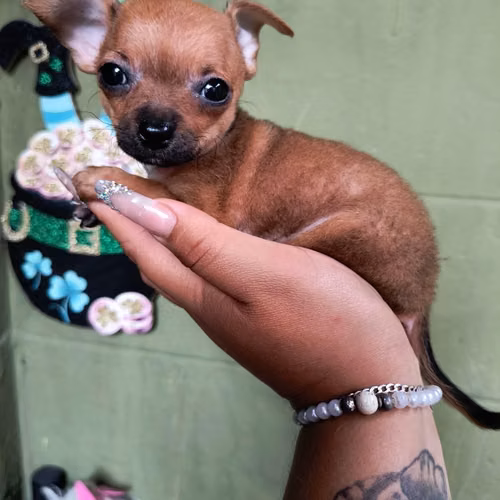 Chihuahua de bolsillo - Imagen 3