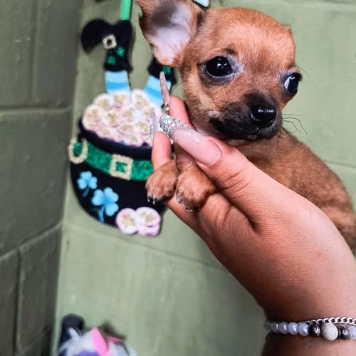 Chihuahua de bolsillo - Imagen 5
