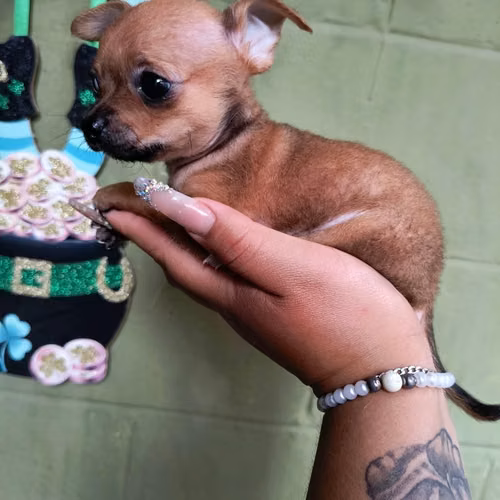 Chihuahua de bolsillo - Imagen 4