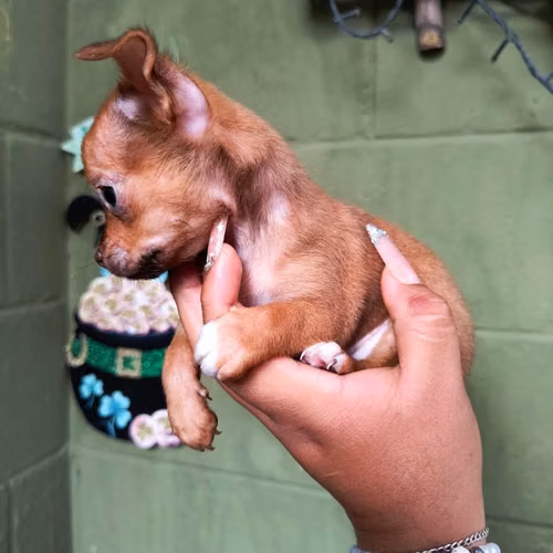 Chihuahua de bolsillo - Imagen 4