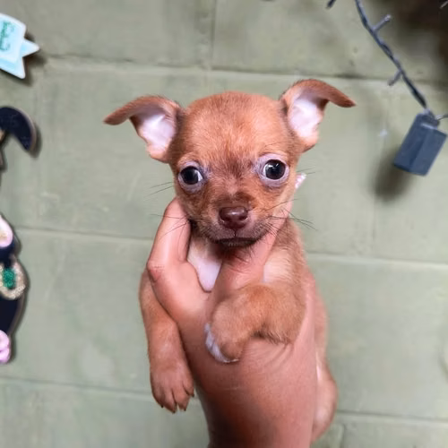 Chihuahua de bolsillo - Imagen 3