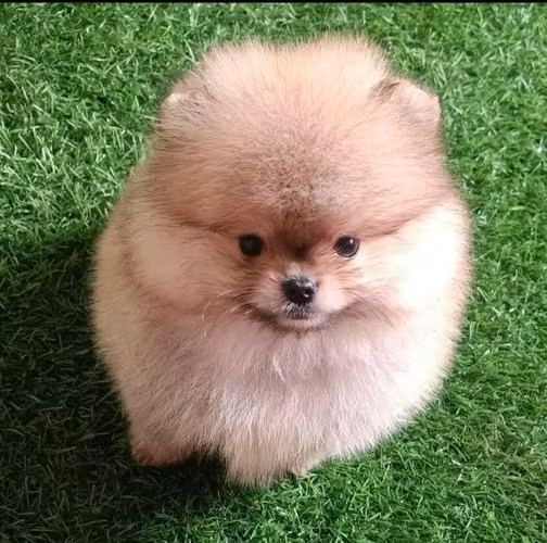 SPITZ ENANO POMERANIA - Imagen 5