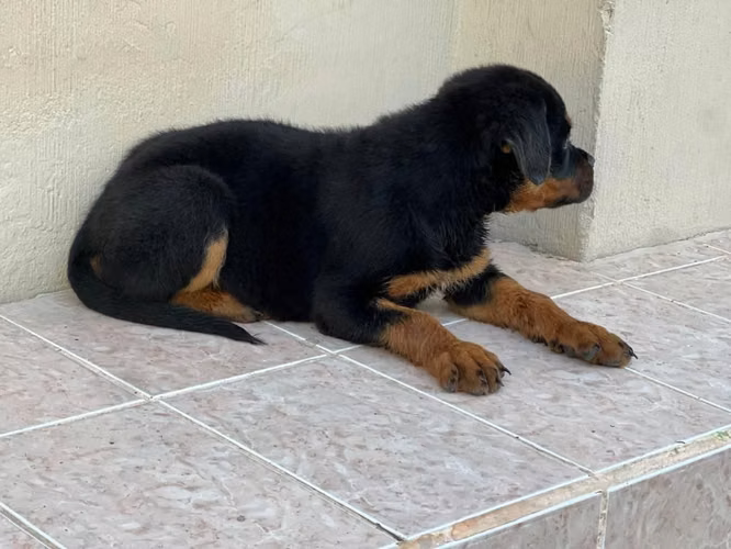 Hembras Rottweiler - Imagen 3