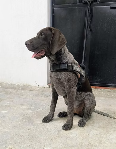 CACHORRA BRACO ALEMÁN BELLÍSIMA
