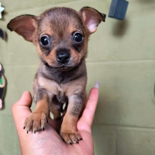 Chihuahua de bolsillo - Imagen 2
