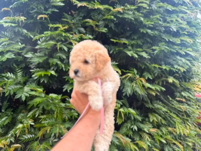 FRENCH POODLE HEMBRA MINI TOY - Imagen 3