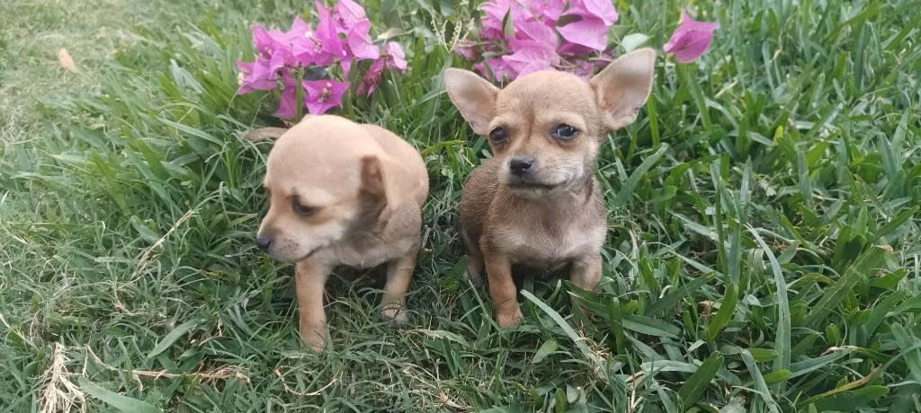 Chihuahuas Cabeza de Manzana - Imagen 4