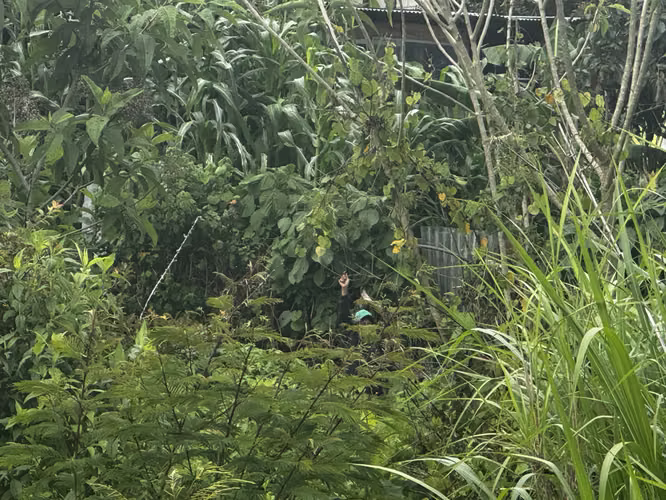 terreno con preduccion de Aguacate - Imagen 4