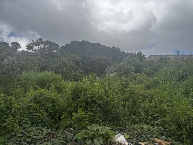 terreno con preduccion de Aguacate - Imagen 3