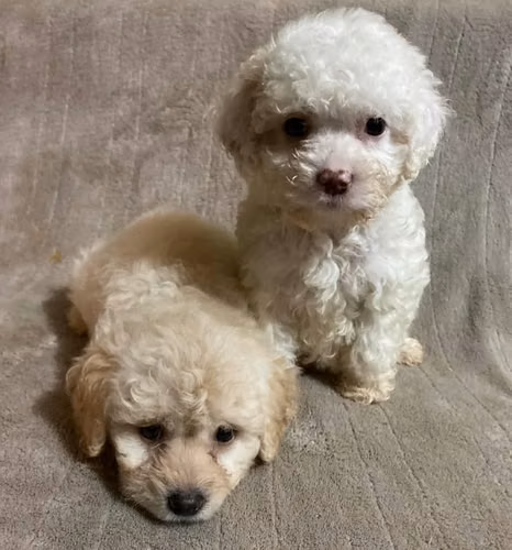 French poodle hembras - Imagen 4